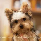 Entreprises 16 image SALON CANIN Pet Grooming Services dans Québec QC