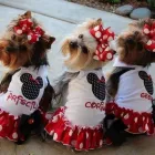 Business 4 image SALON DE BEAUTÉ CANINE Pet Grooming Services in Saint-Léonard QC