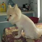 Business 3 image SALON DE TONTE MONSIEUR WHISKY ENR Pet Grooming Services in Québec QC