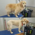 Entreprises 7 image SAMMY'S PAWS Pet Grooming Services dans Oakville ON