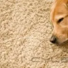 Business 1 image SANI-TECH SERVICES LTD. House Cleaning Services in Nanaimo BC