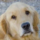 Business 3 image SASKATOON PET PHOTOS Photographers & Photo Studios in Saskatoon SK