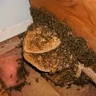 Business 3 image SAWYER PEST MANAGEMENT INC Pest & Vermin Control in London ON