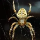 Business 1 image SAWYER PEST MANAGEMENT INC Pest & Vermin Control in London ON