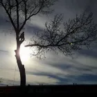 Business 5 image SECOND NATURE TREE CARE Tree Work & Forestry Services in Lethbridge AB