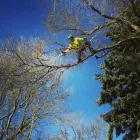 Business 6 image SECOND NATURE TREE CARE Tree Work & Forestry Services in Lethbridge AB