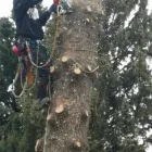Business 2 image SECOND NATURE TREE CARE Tree Work & Forestry Services in Lethbridge AB