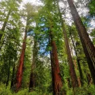 Entreprises 12 image SERVICE D'ARBRE JEAN-NICOLAS MARTEL Tree Work & Forestry Services dans Saint-hubert QC