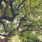 Entreprises 1 image SERVICE D'ARBRE JEAN-NICOLAS MARTEL Tree Work & Forestry Services dans Saint-hubert QC