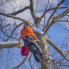 Entreprises 2 image SERVICE D'ARBRE JEAN-NICOLAS MARTEL Tree Work & Forestry Services dans Saint-hubert QC