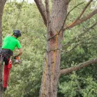 Entreprises 21 image SERVICE D'ARBRE JEAN-NICOLAS MARTEL Tree Work & Forestry Services dans Saint-hubert QC