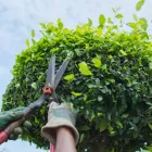 Entreprises 23 image SERVICE D'ARBRE JEAN-NICOLAS MARTEL Tree Work & Forestry Services dans Saint-hubert QC