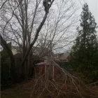 Entreprises 4 image SERVICE D'ARBRE LAURENT MARTEL Tree Work & Forestry Services dans Saint-hubert QC