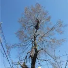 Entreprises 1 image SERVICE D'ARBRE LAURENT MARTEL Tree Work & Forestry Services dans Saint-hubert QC