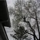 Entreprises 7 image SERVICE D'ARBRES R SAVARD INC Tree Work & Forestry Services dans Saint-hubert QC