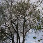 Entreprises 1 image SERVICE D'ARBRES R SAVARD INC Tree Work & Forestry Services dans Saint-hubert QC