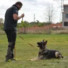 Business 1 image SHIELD K9 - DOG TRAINING TORONTO Dog Training in Toronto ON