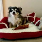 Business 4 image SIDNEY PET CENTRE Shopping in Sidney BC