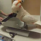 Business 5 image SIDNEY PET CENTRE Shopping in Sidney BC