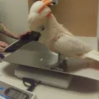 Business 1 image SIDNEY PET CENTRE Shopping in Sidney BC