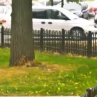 Entreprises 13 image SIMCOE FENCE COMPANY Real Estate & Home Improvement dans Phelpston ON