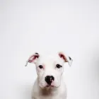 Entreprises 3 image SIMPLY NATURAL RAW PET FOOD Shopping dans Vancouver BC