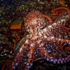 Business 3 image SINK OR SWIM SCUBA Education in Nanaimo BC