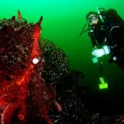 Business 5 image SINK OR SWIM SCUBA Education in Nanaimo BC