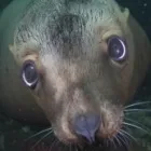 Business 6 image SINK OR SWIM SCUBA Education in Nanaimo BC