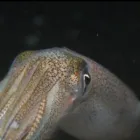 Business 7 image SINK OR SWIM SCUBA Education in Nanaimo BC