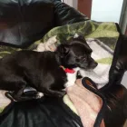 Entreprises 4 image SITTIN PRETTY DOGGY DAYCARE & SPA LTD Pet Grooming Services dans Bedford NS