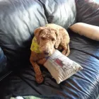 Entreprises 3 image SITTIN PRETTY DOGGY DAYCARE & SPA LTD Pet Grooming Services dans Bedford NS