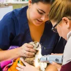 Business 11 image SMALL CREATURES PET CLINIC Veterinarians in Langley BC