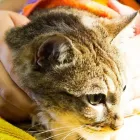 Business 23 image SMALL CREATURES PET CLINIC Veterinarians in Langley BC