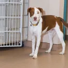 Business 24 image SMALL CREATURES PET CLINIC Veterinarians in Langley BC