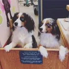 Business 26 image SMALL CREATURES PET CLINIC Veterinarians in Langley BC