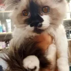 Business 32 image SMALL CREATURES PET CLINIC Veterinarians in Langley BC