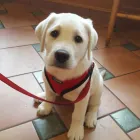 Business 10 image SMALL CREATURES PET CLINIC Veterinarians in Langley BC