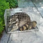 Business 7 image SOS WILDLIFE CONTROL Pesticides & Agricultural Chemicals in Toronto ON
