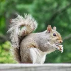 Business 1 image SOS WILDLIFE CONTROL Pesticides & Agricultural Chemicals in Toronto ON