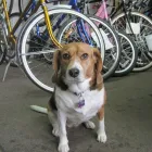 Business 1 image SOUTH LONDON CYCLE Sports & Recreation in London ON