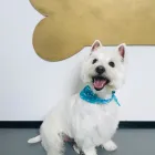 Business 24 image SPA HÔTEL LE CANIN Pet Sitters in Sherbrooke QC