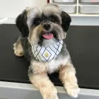 Business 26 image SPA HÔTEL LE CANIN Pet Sitters in Sherbrooke QC