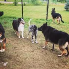 Business 28 image SPA HÔTEL LE CANIN Pet Sitters in Sherbrooke QC