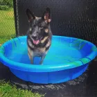 Business 29 image SPA HÔTEL LE CANIN Pet Sitters in Sherbrooke QC