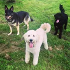 Business 2 image SPA HÔTEL LE CANIN Pet Sitters in Sherbrooke QC