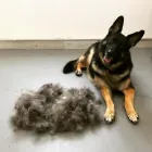 Business 32 image SPA HÔTEL LE CANIN Pet Sitters in Sherbrooke QC