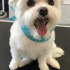 Business 34 image SPA HÔTEL LE CANIN Pet Sitters in Sherbrooke QC