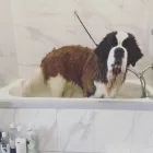 Business 36 image SPA HÔTEL LE CANIN Pet Sitters in Sherbrooke QC