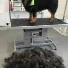 Business 41 image SPA HÔTEL LE CANIN Pet Sitters in Sherbrooke QC